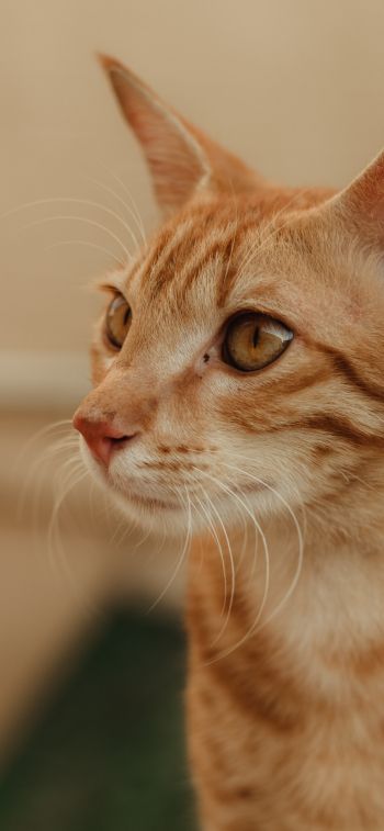 ginger cat, pet Wallpaper 1125x2436