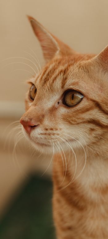 ginger cat, pet Wallpaper 1080x2400