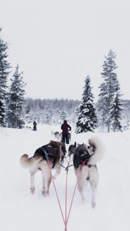 huskies, team, winter Wallpaper 640x1136