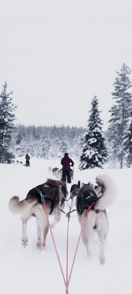 huskies, team, winter Wallpaper 720x1600