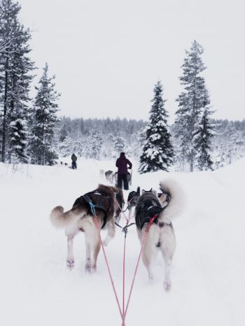 huskies, team, winter Wallpaper 1620x2160