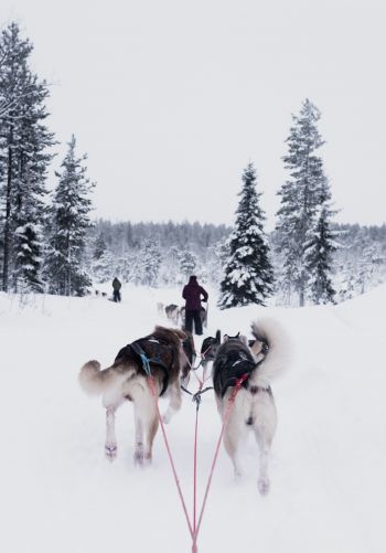 huskies, team, winter Wallpaper 1668x2388