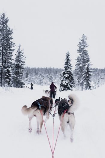 huskies, team, winter Wallpaper 640x960