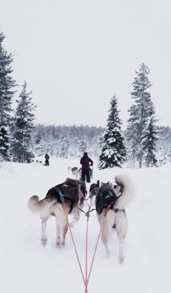 huskies, team, winter Wallpaper 600x1024