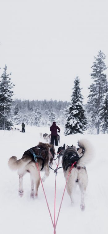 huskies, team, winter Wallpaper 1080x2340