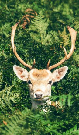 deer, antlers, wildlife Wallpaper 600x1024