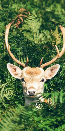 deer, antlers, wildlife Wallpaper 720x1440