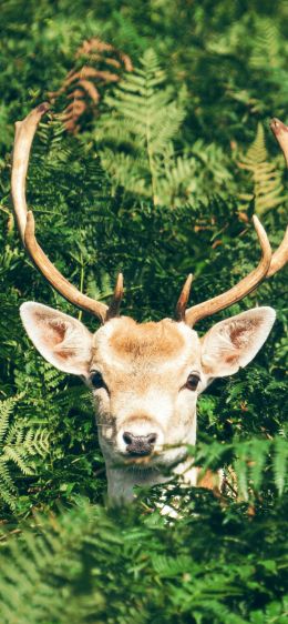 deer, antlers, wildlife Wallpaper 1284x2778