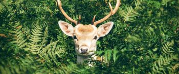deer, antlers, wildlife Wallpaper 3440x1440