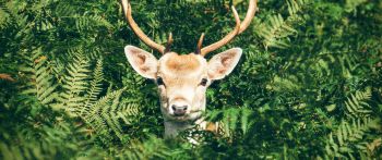 deer, antlers, wildlife Wallpaper 2560x1080