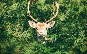 deer, antlers, wildlife Wallpaper 2560x1600