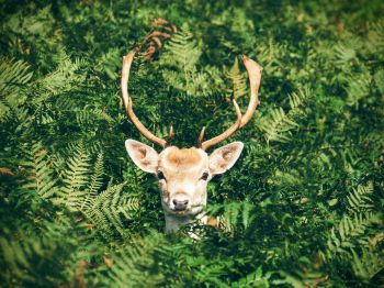 deer, antlers, wildlife Wallpaper 1024x768