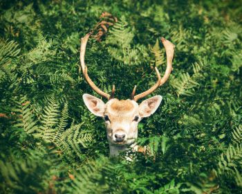 deer, antlers, wildlife Wallpaper 1280x1024