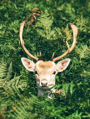 deer, antlers, wildlife Wallpaper 1620x2160