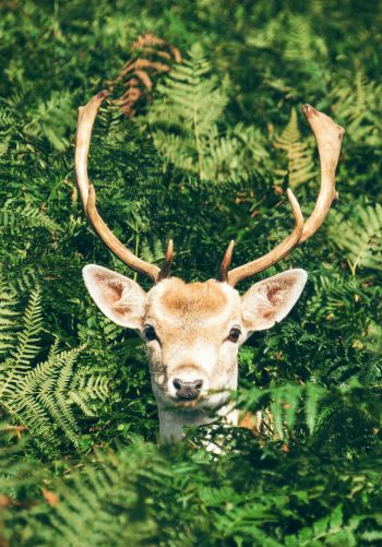 deer, antlers, wildlife Wallpaper 1668x2388