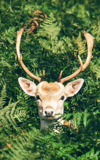 deer, antlers, wildlife Wallpaper 1752x2800