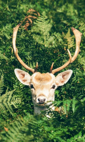 deer, antlers, wildlife Wallpaper 1200x2000