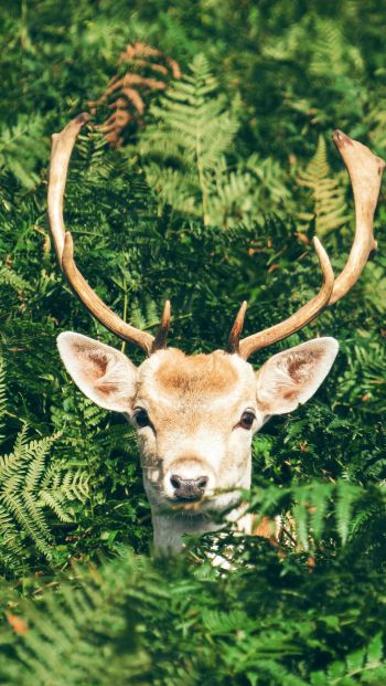deer, antlers, wildlife Wallpaper 640x1136
