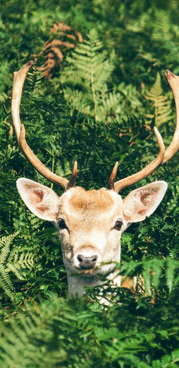 deer, antlers, wildlife Wallpaper 1080x2220