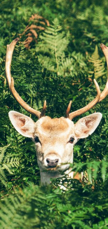 deer, antlers, wildlife Wallpaper 1080x2280