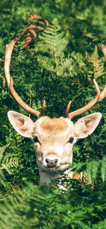 deer, antlers, wildlife Wallpaper 1242x2688