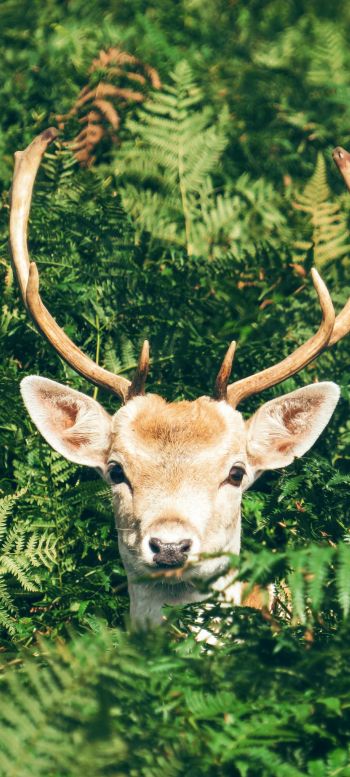 deer, antlers, wildlife Wallpaper 1080x2400