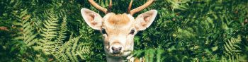 deer, antlers, wildlife Wallpaper 1590x400