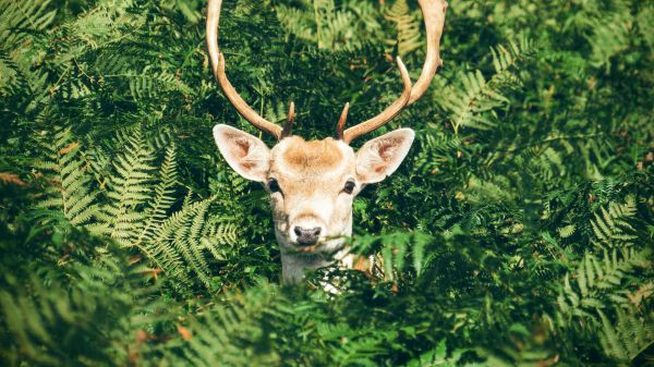 deer, antlers, wildlife Wallpaper 3840x2160