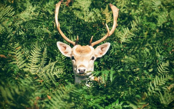 deer, antlers, wildlife Wallpaper 1920x1200