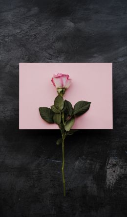 rose, minimalism, black background Wallpaper 600x1024