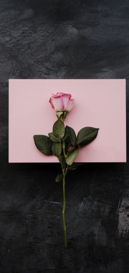 rose, minimalism, black background Wallpaper 720x1520