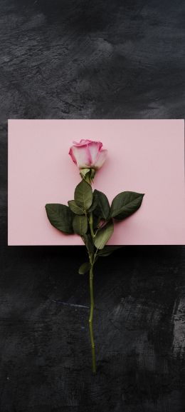 rose, minimalism, black background Wallpaper 1440x3200