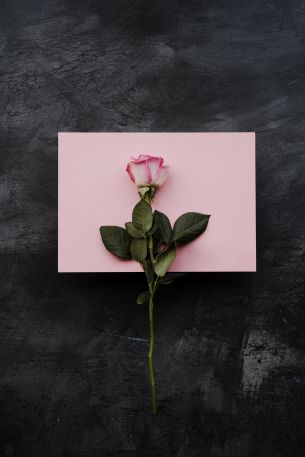 rose, minimalism, black background Wallpaper 5461x8191