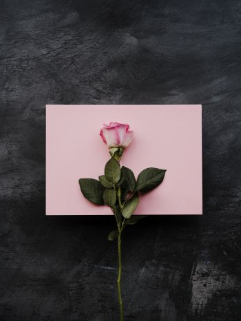 rose, minimalism, black background Wallpaper 1668x2224