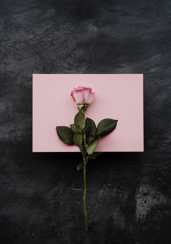rose, minimalism, black background Wallpaper 1668x2388