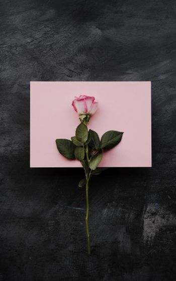 rose, minimalism, black background Wallpaper 1752x2800