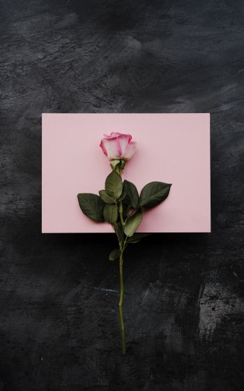 rose, minimalism, black background Wallpaper 800x1280