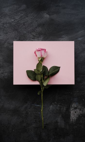 rose, minimalism, black background Wallpaper 1200x2000
