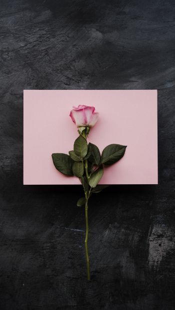 rose, minimalism, black background Wallpaper 640x1136