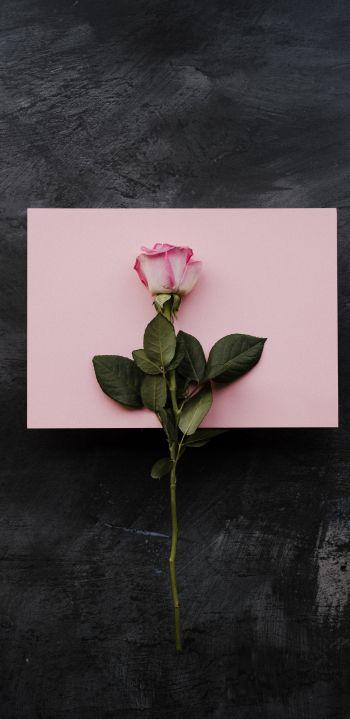 rose, minimalism, black background Wallpaper 1440x2960