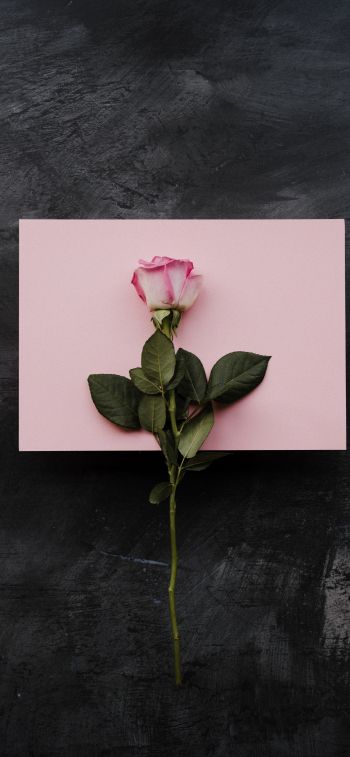 rose, minimalism, black background Wallpaper 828x1792