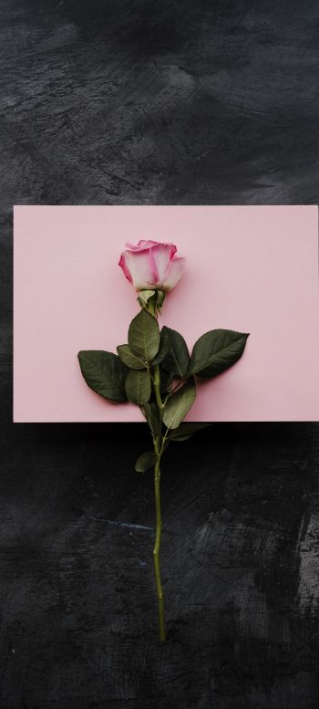 rose, minimalism, black background Wallpaper 1080x2400