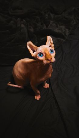 sphynx, pet, cat Wallpaper 2876x5001