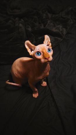 sphynx, pet, cat Wallpaper 750x1334