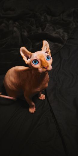 sphynx, pet, cat Wallpaper 720x1440