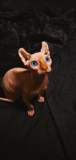 sphynx, pet, cat Wallpaper 1440x3040