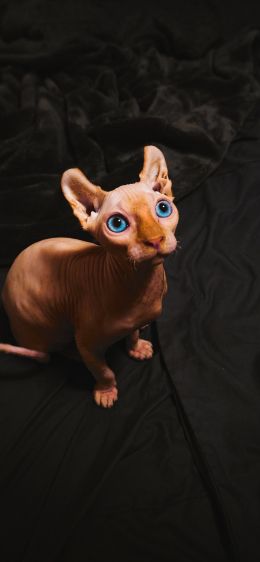 sphynx, pet, cat Wallpaper 1242x2688