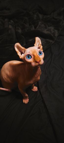 sphynx, pet, cat Wallpaper 720x1600