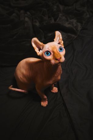 sphynx, pet, cat Wallpaper 640x960