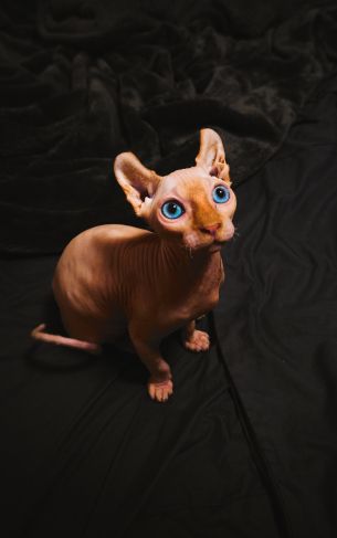 sphynx, pet, cat Wallpaper 1752x2800